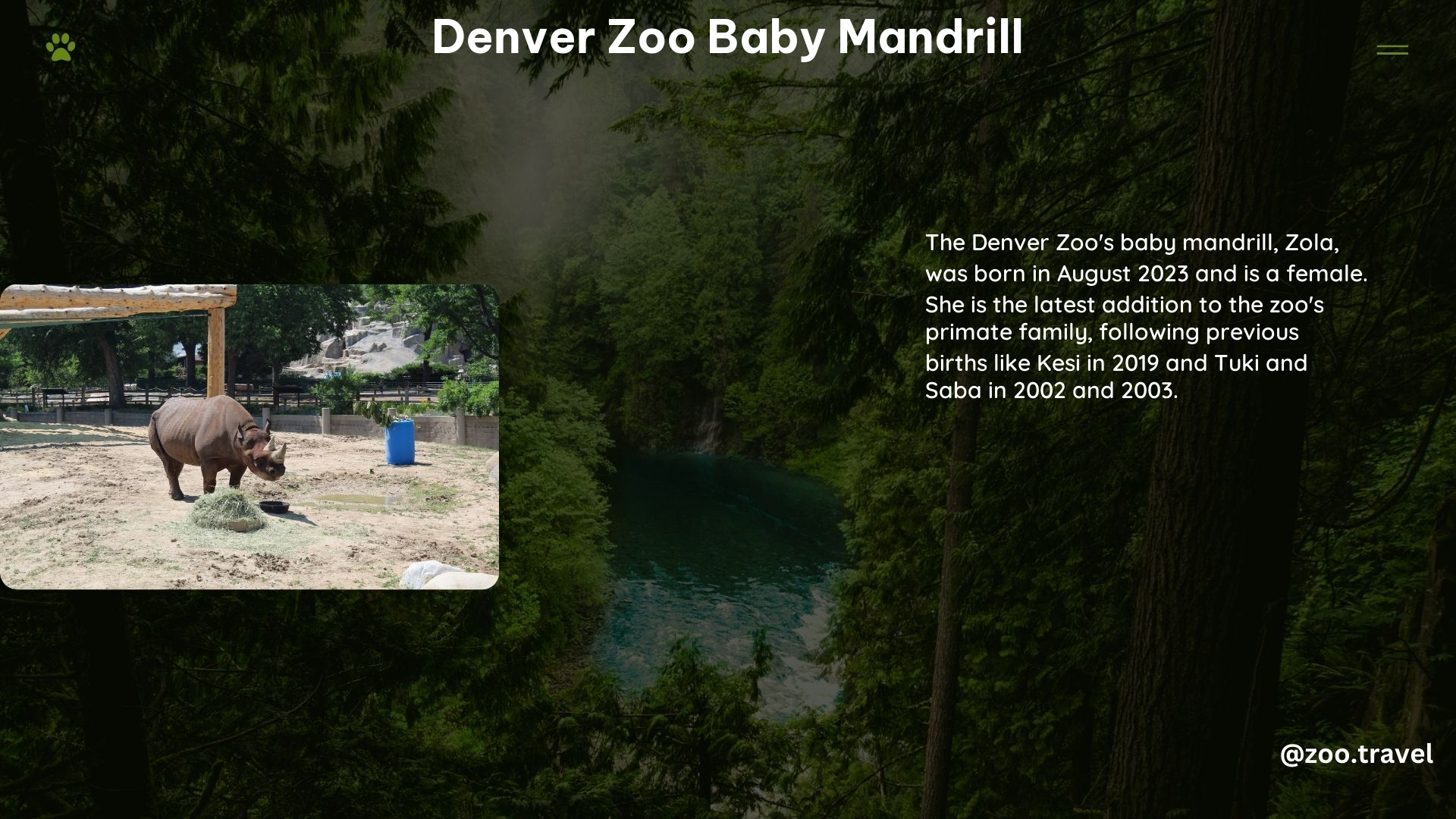 Denver Zoo Baby Mandrill