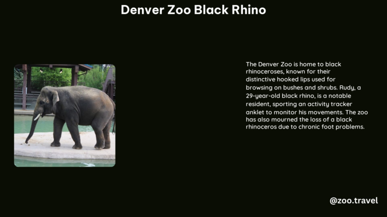 Denver Zoo Black Rhino