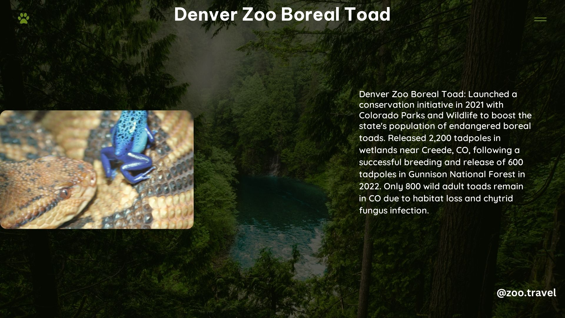 Denver Zoo Boreal Toad