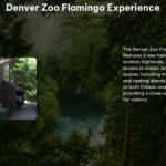 Denver Zoo Flamingo Experience