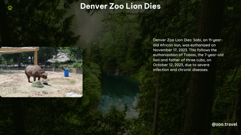 Denver Zoo Lion Dies