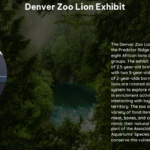 Denver Zoo Lion Exhibit