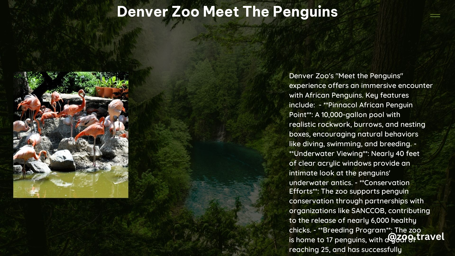 Denver Zoo Meet the Penguins