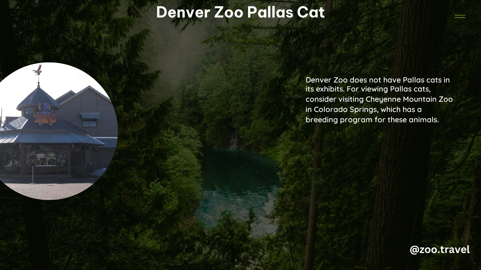 Denver Zoo Pallas Cat