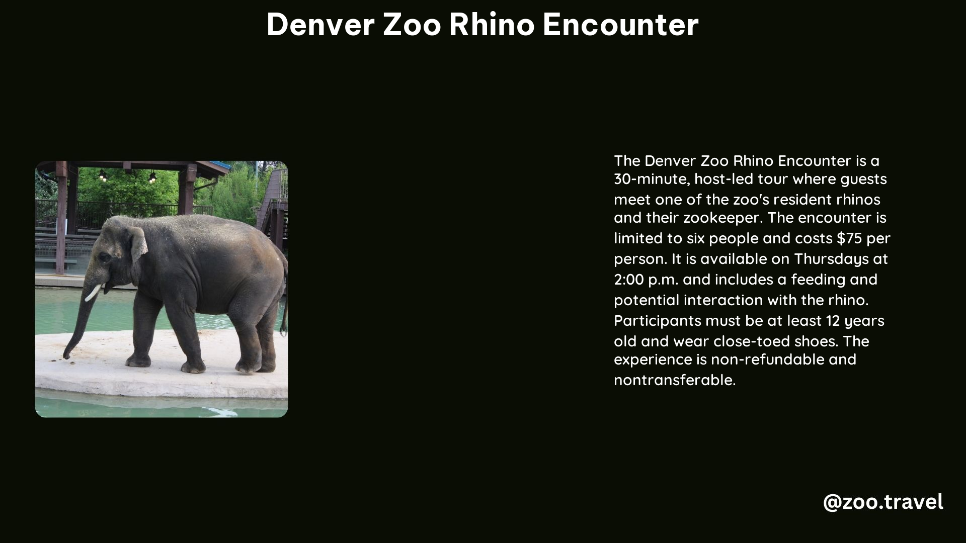 Denver Zoo Rhino Encounter