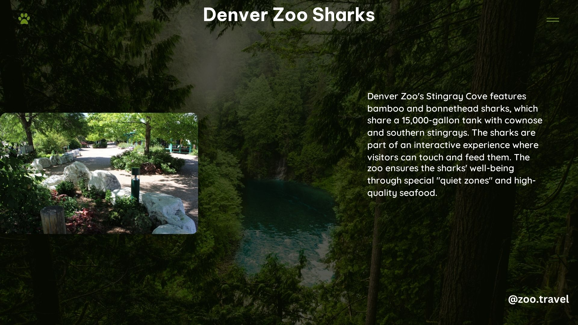 Denver Zoo Sharks