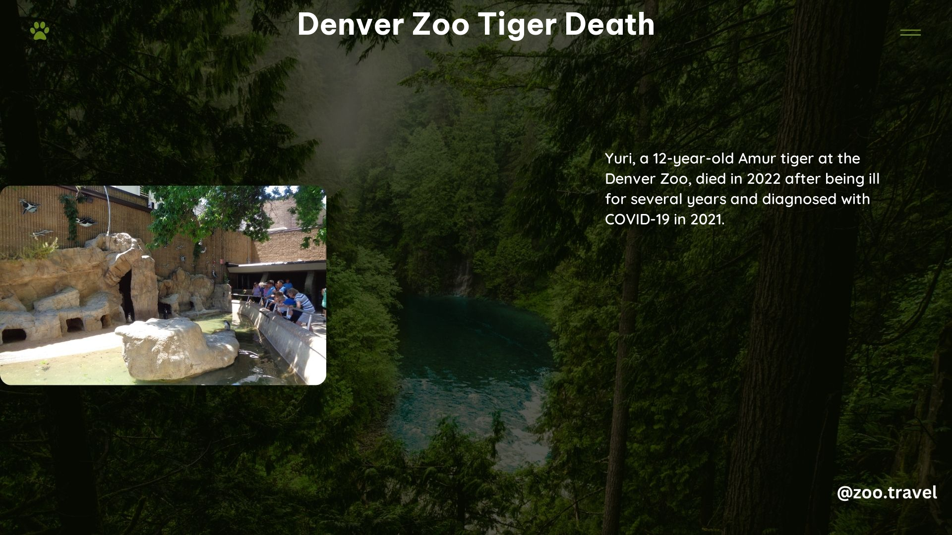 Denver Zoo Tiger Death