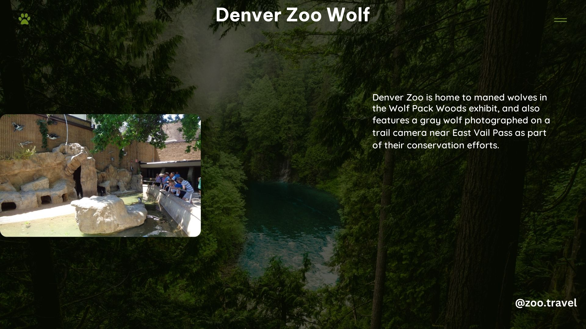 Denver Zoo Wolf