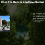 Does the Denver Zoo Have Koalas