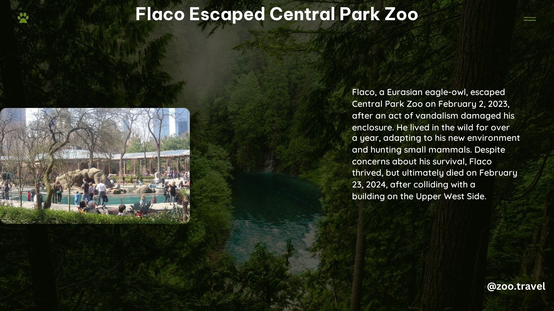 Flaco Escaped Central Park Zoo