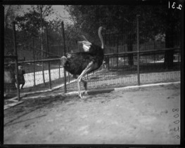 lincoln park zoo hot dog