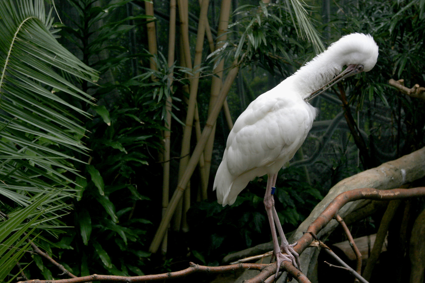 lincoln park zoo cam