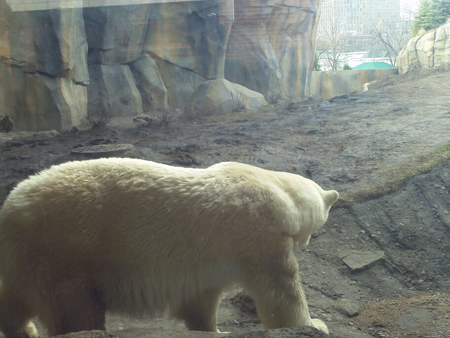 lincoln park zoo sun bear