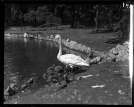 lincoln park zoo grand junction