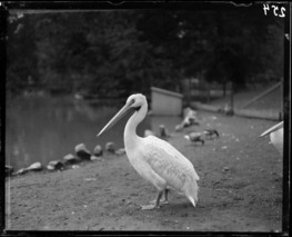 is lincoln park zoo open on thanksgiving