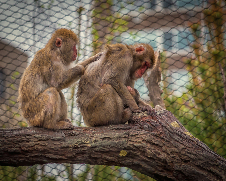 lincoln park zoo member night