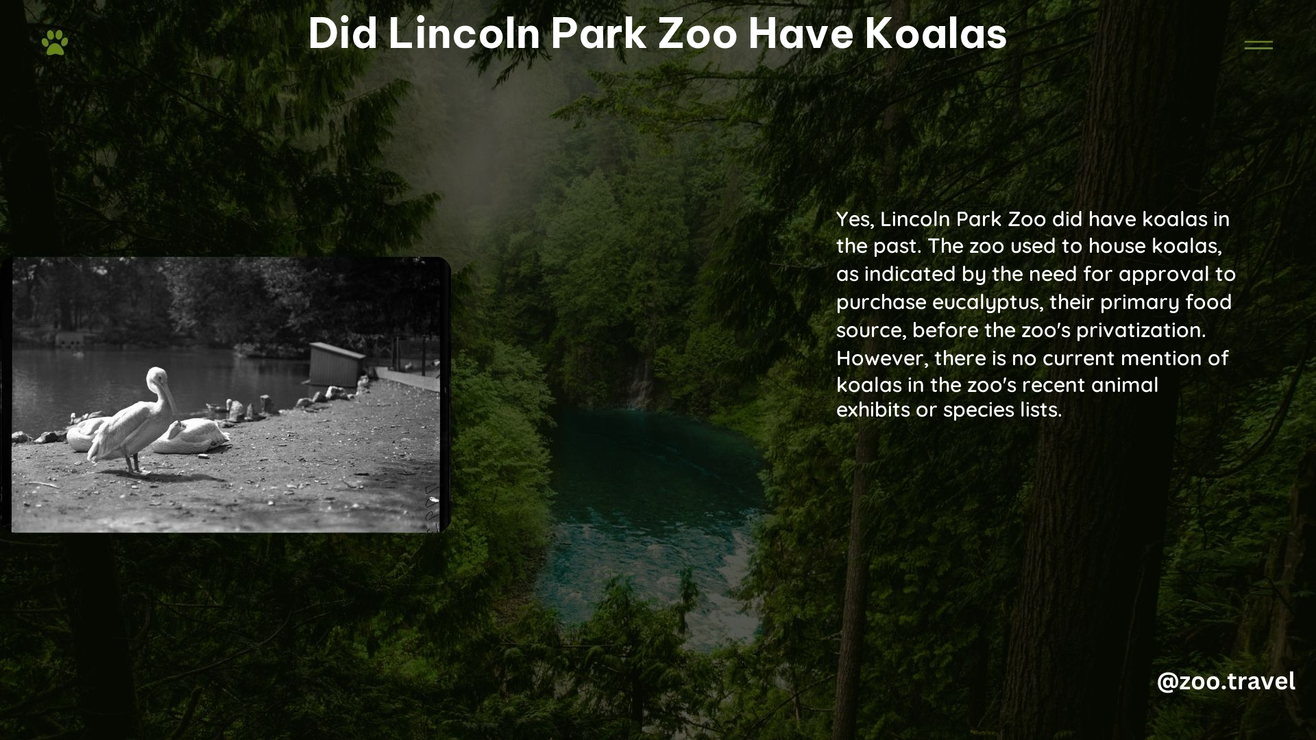 did lincoln park zoo have koalas