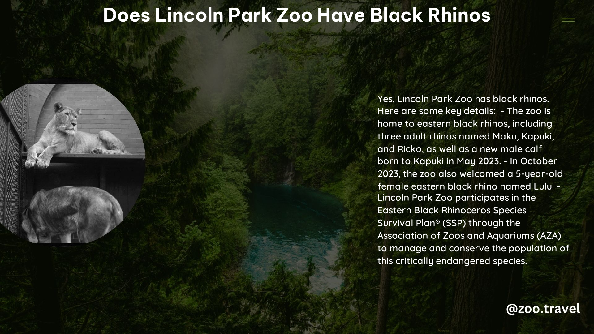 does lincoln park zoo have black rhinos