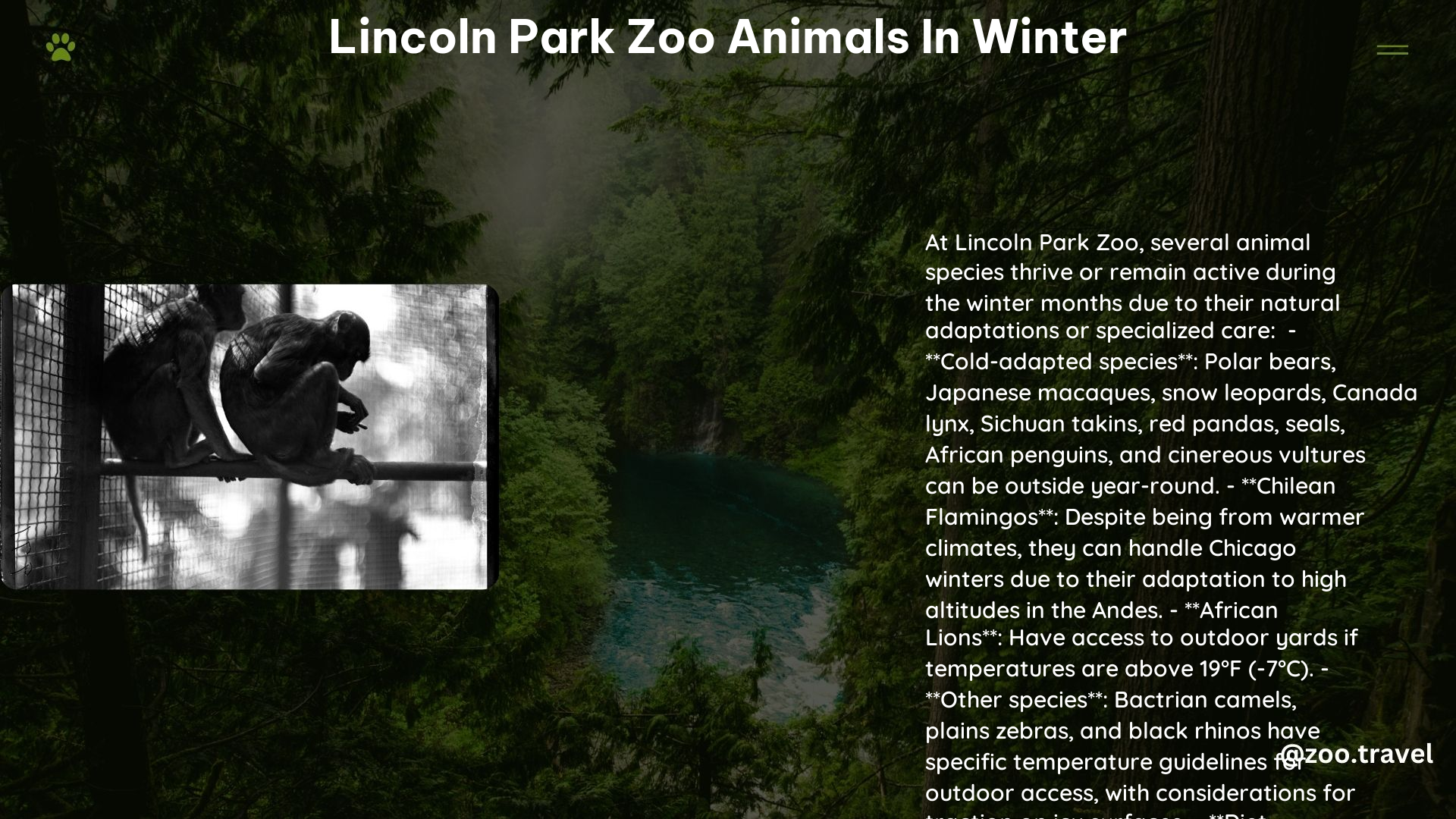 lincoln park zoo animals in winter