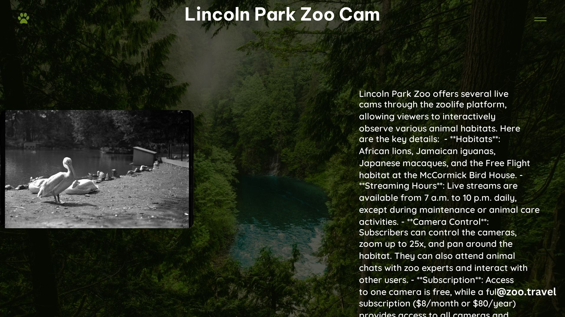 lincoln park zoo cam