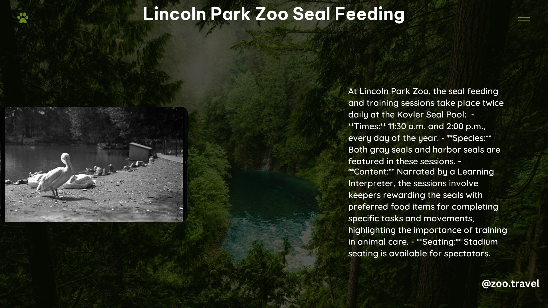 lincoln park zoo seal feeding