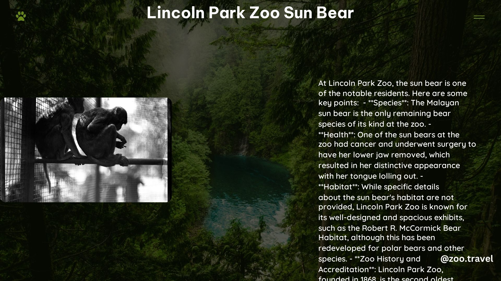 lincoln park zoo sun bear