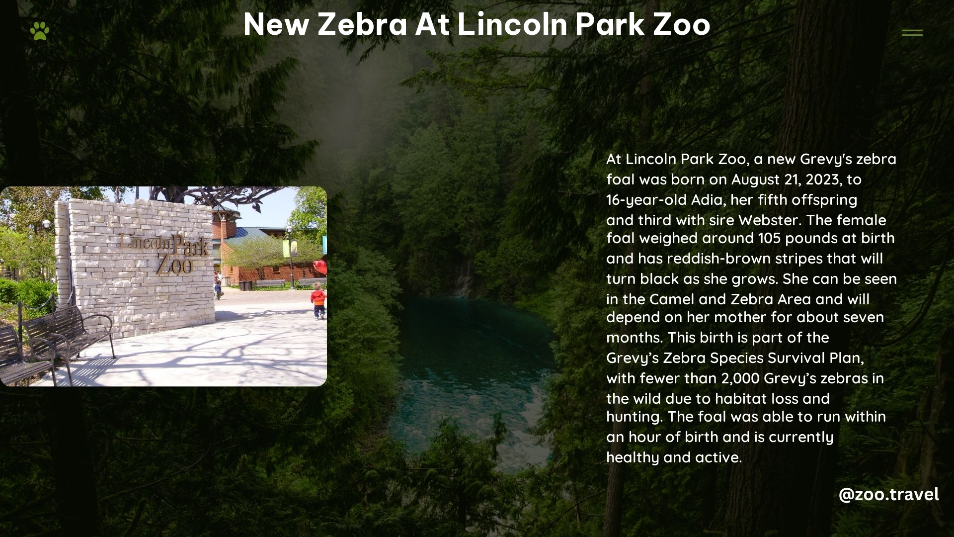 new zebra at lincoln park zoo