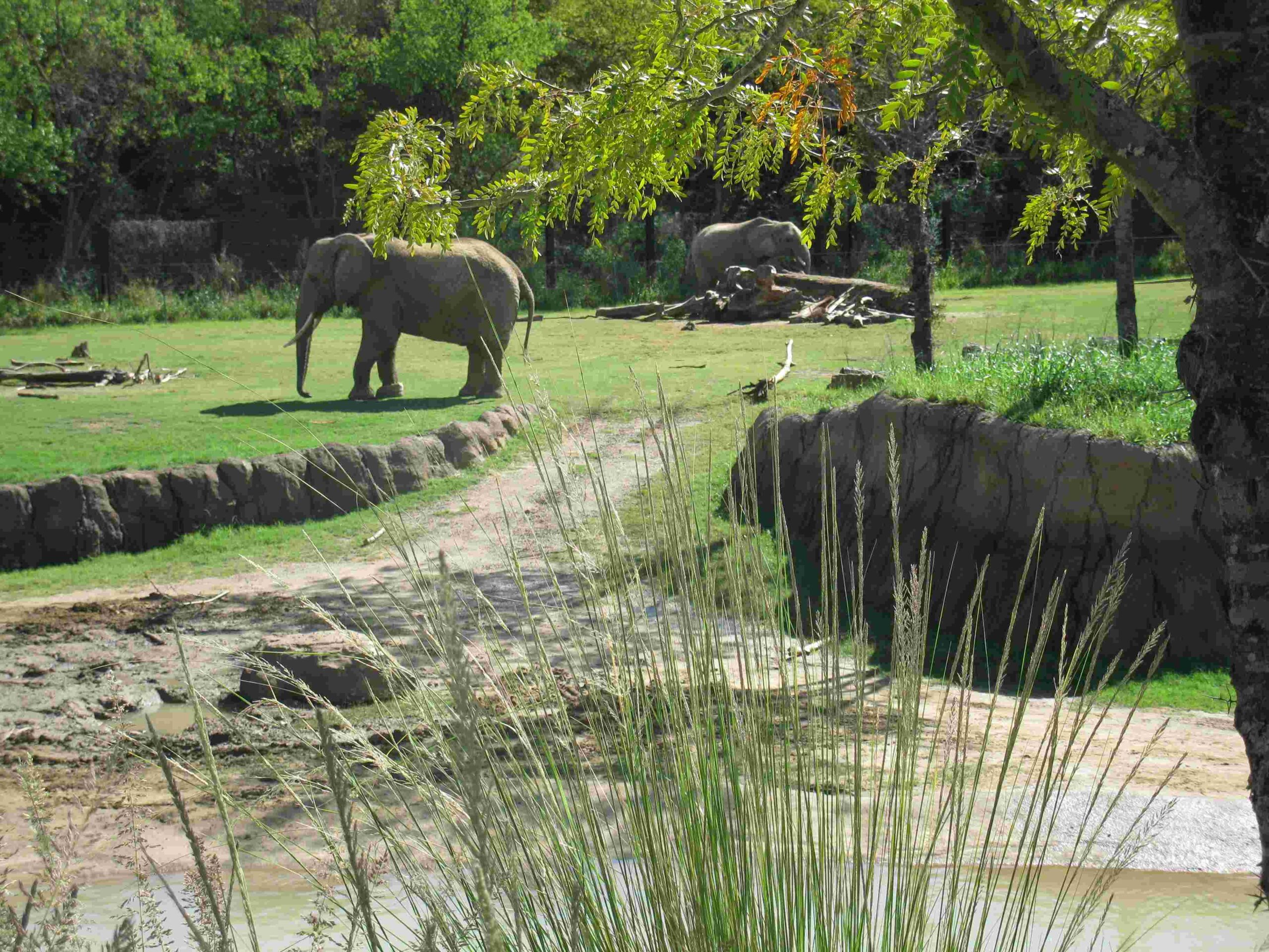 dallas zoo sky tram