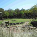 Dallas Zoo 18 11