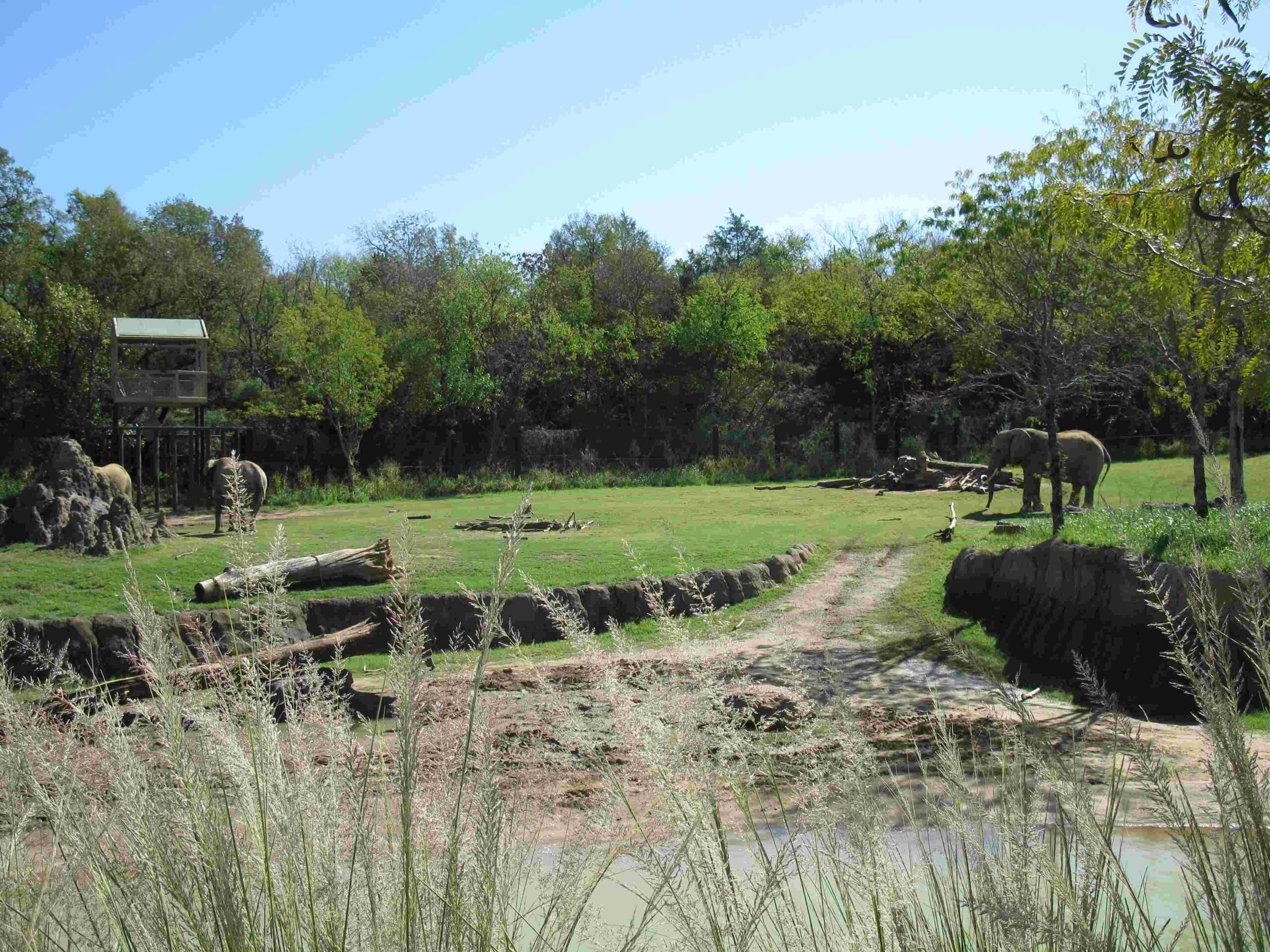 dallas zoo animal art