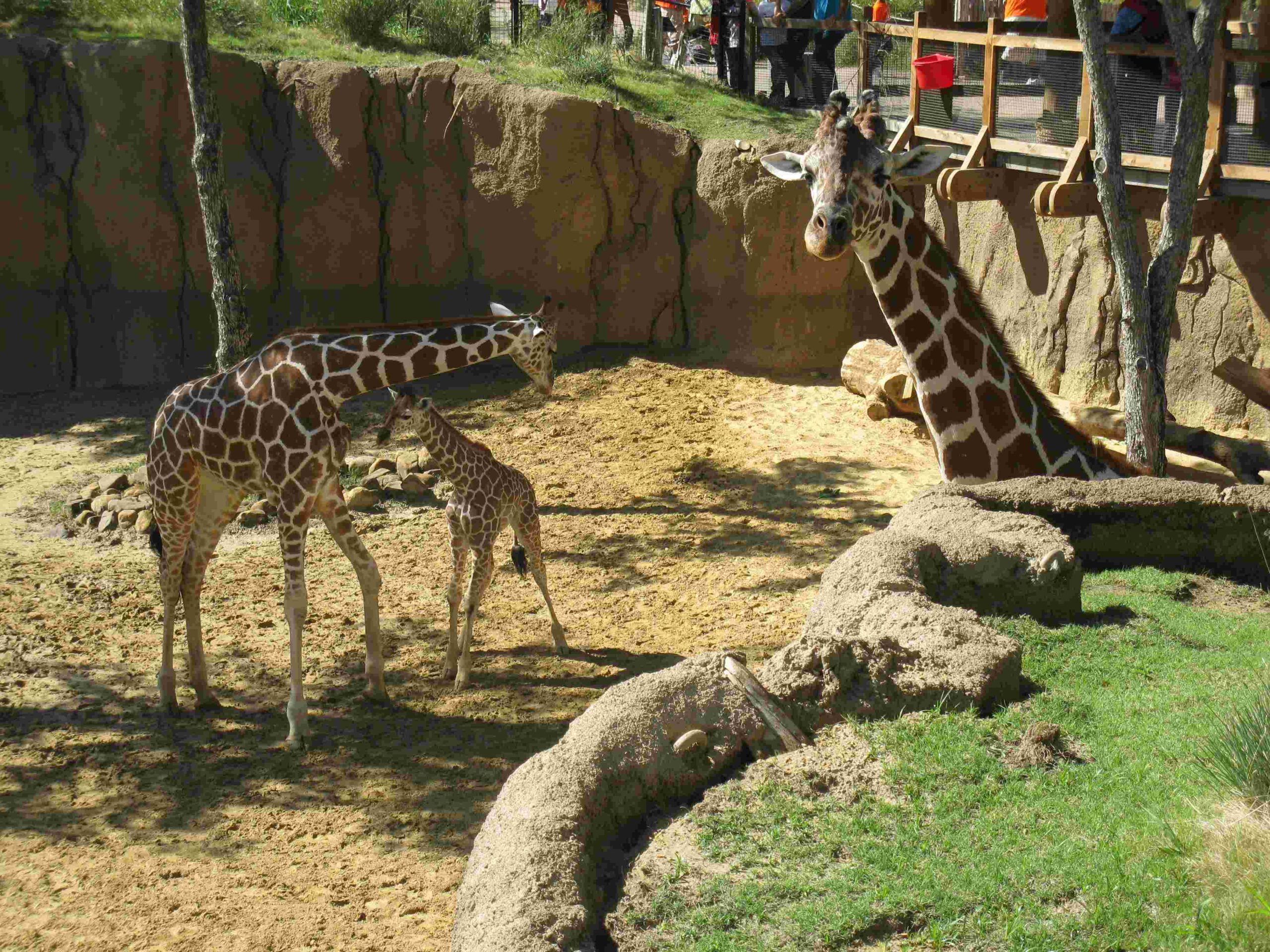 dallas zoo lights food