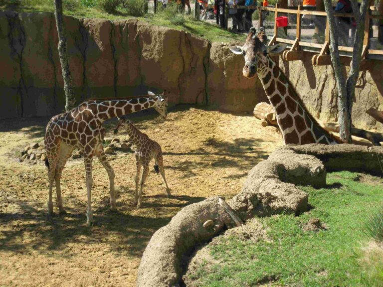 Dallas Zoo 19 10