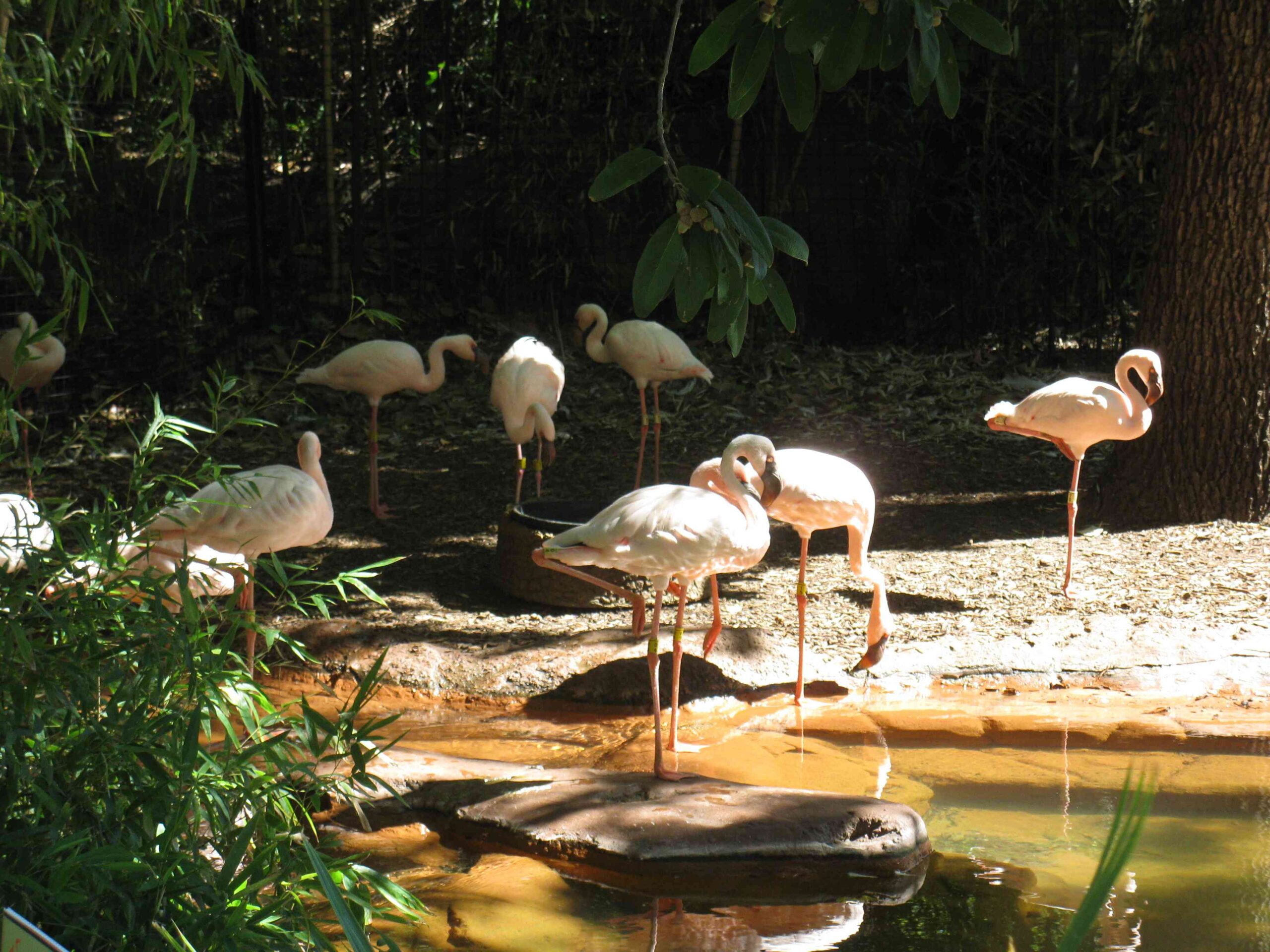 nursery at the dallas zoo