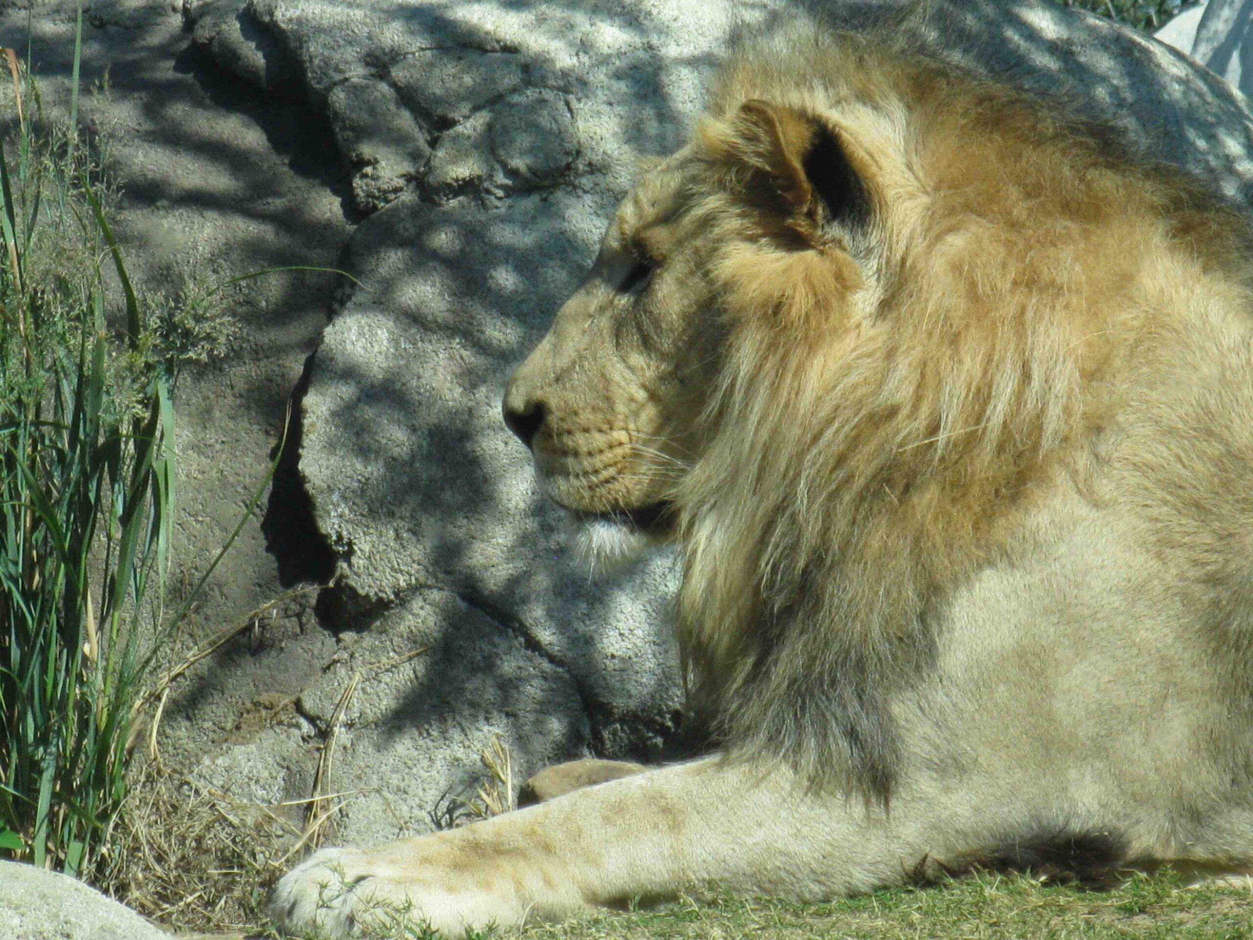 dallas zoo cloud leopard