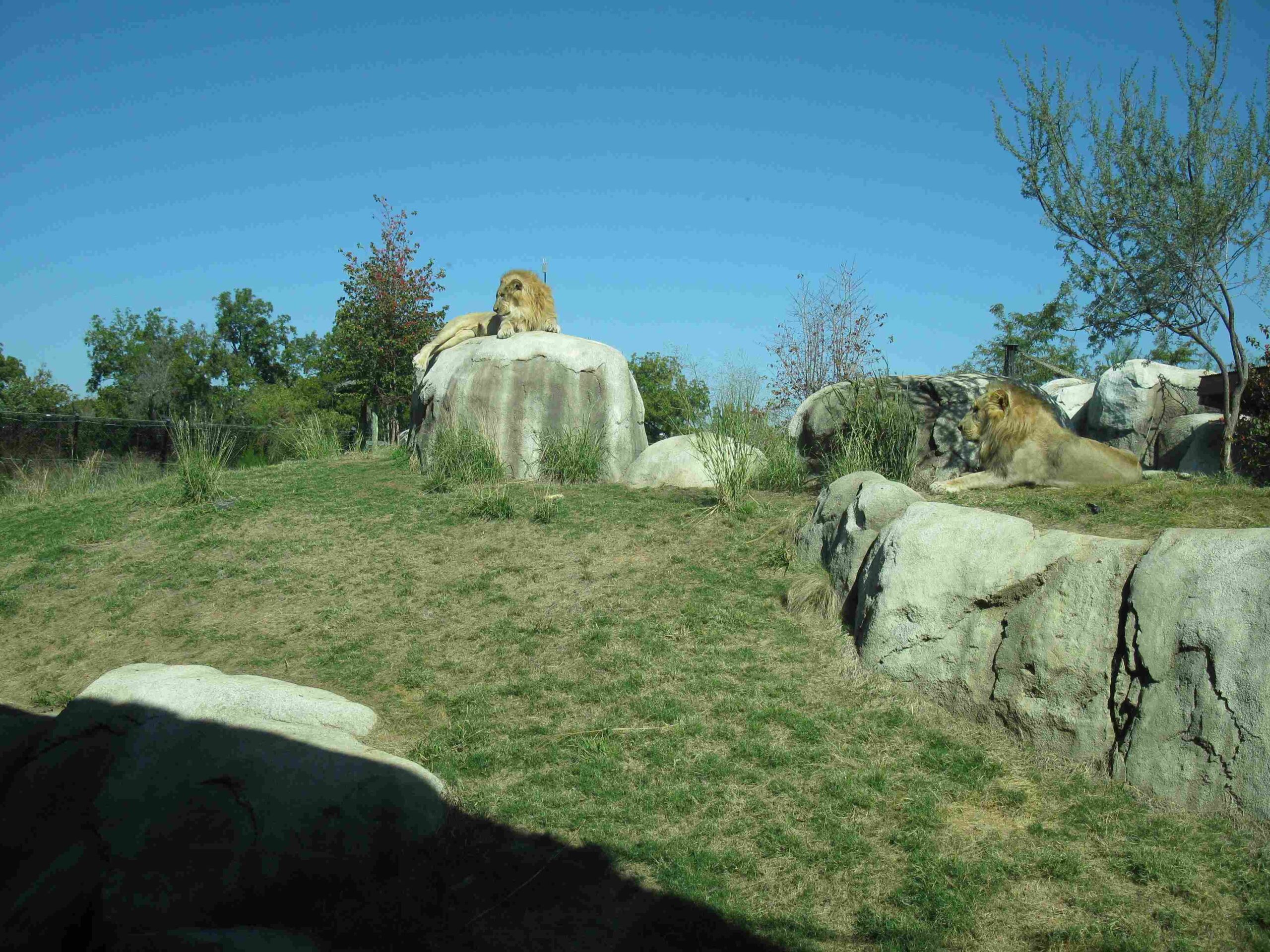 bus to dallas zoo