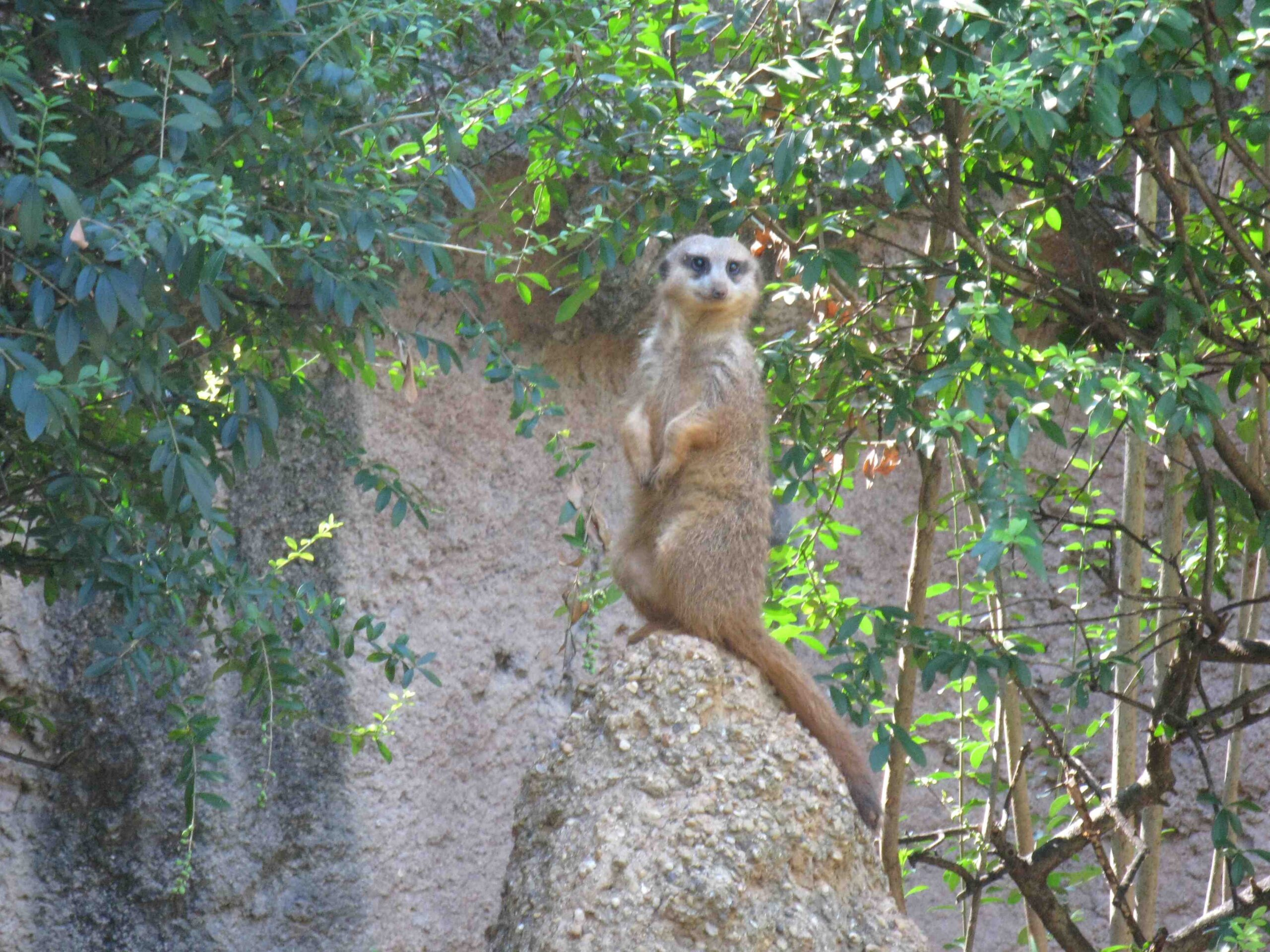 fossil rim dallas zoo discount