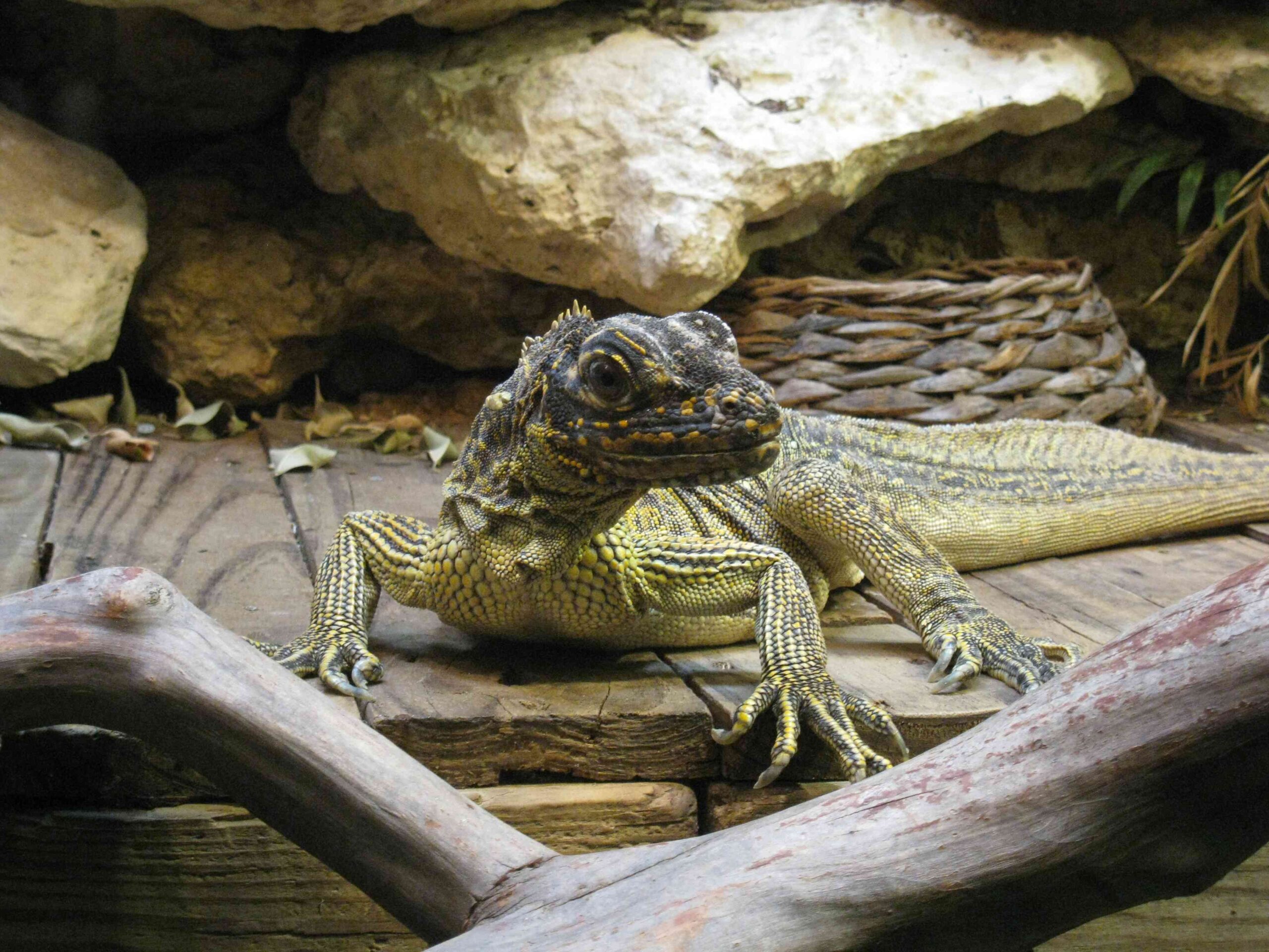 dallas zoo dino exhibit