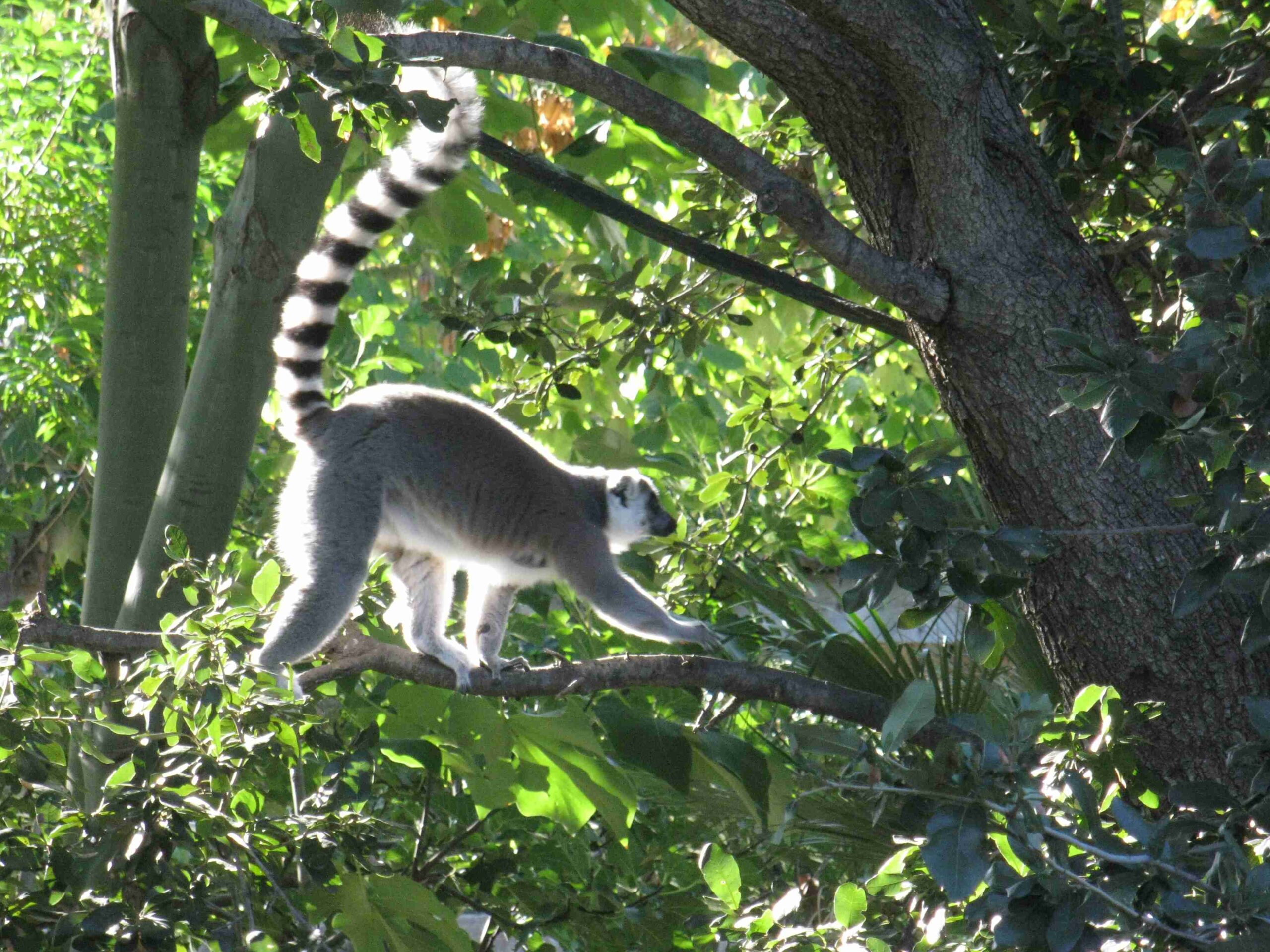 dallas zoo koala walkabout