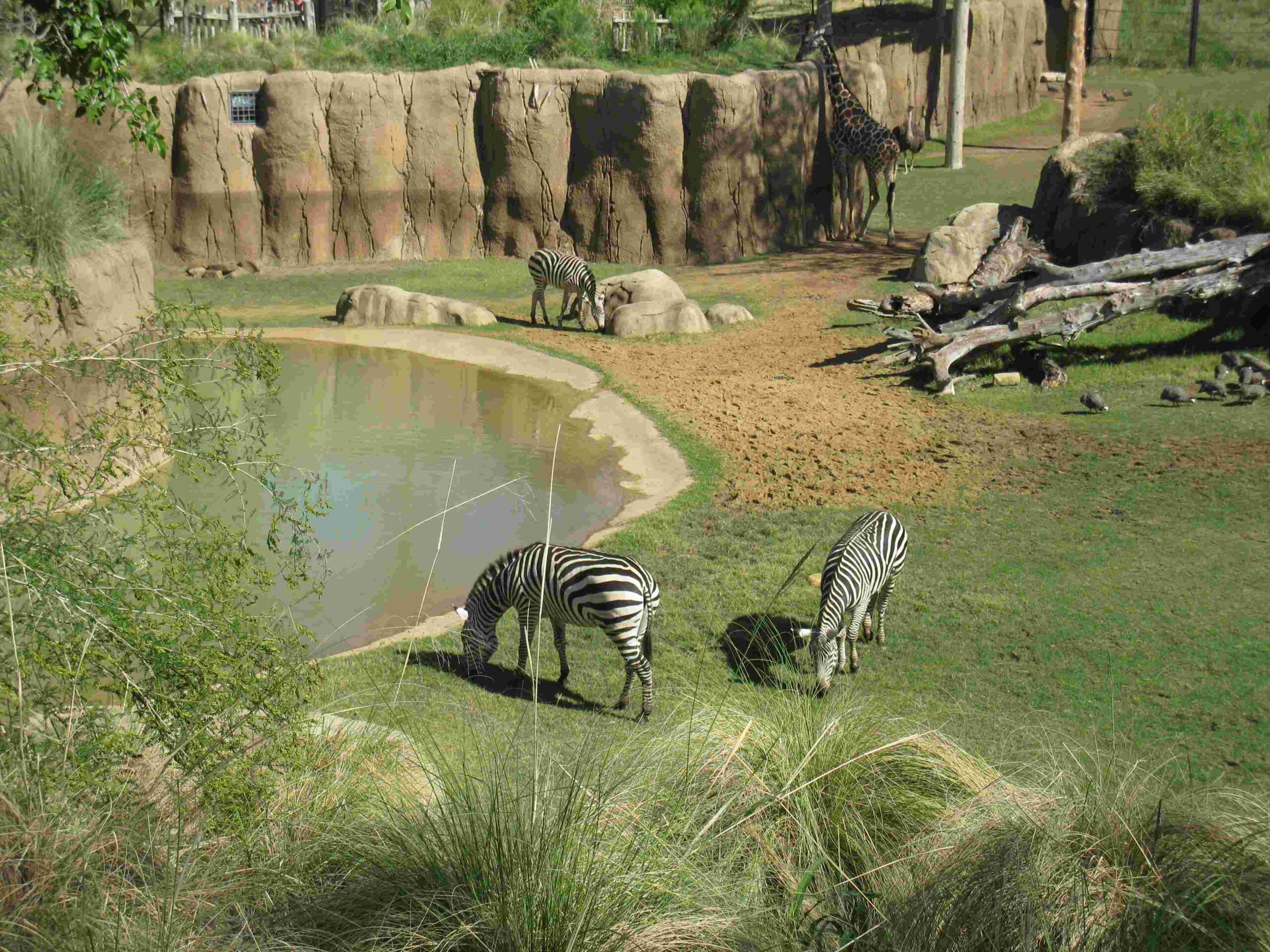 dallas zoo on cold days