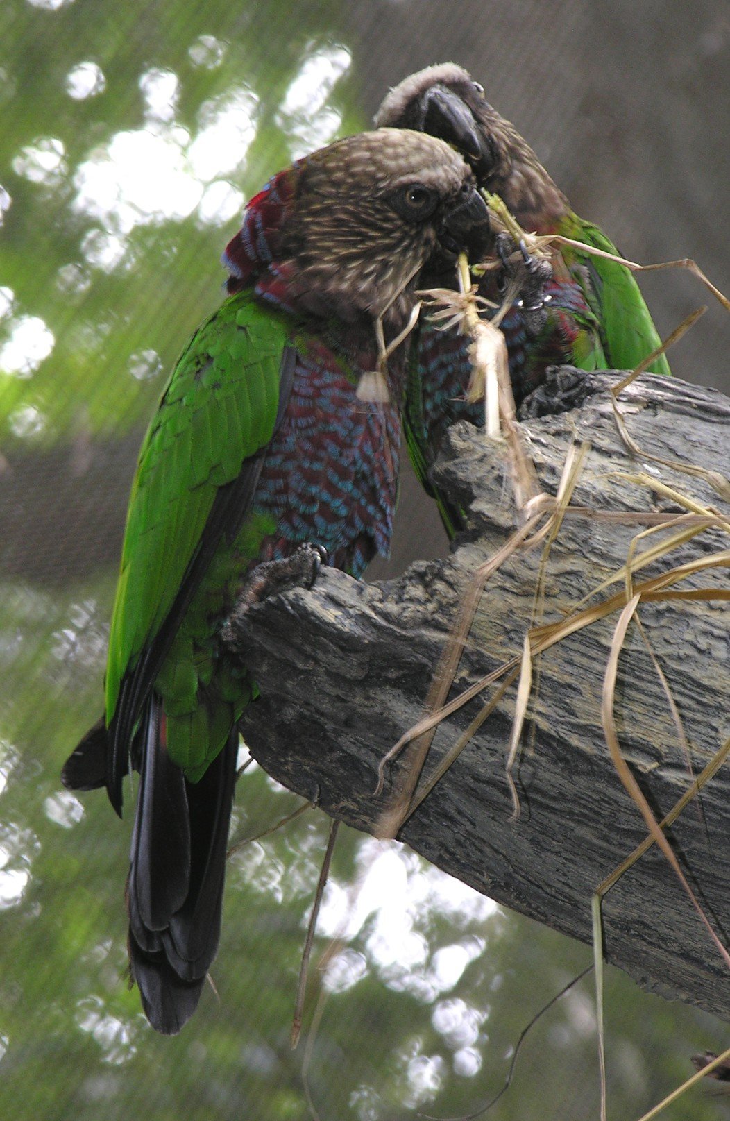 dallas zoo snacks