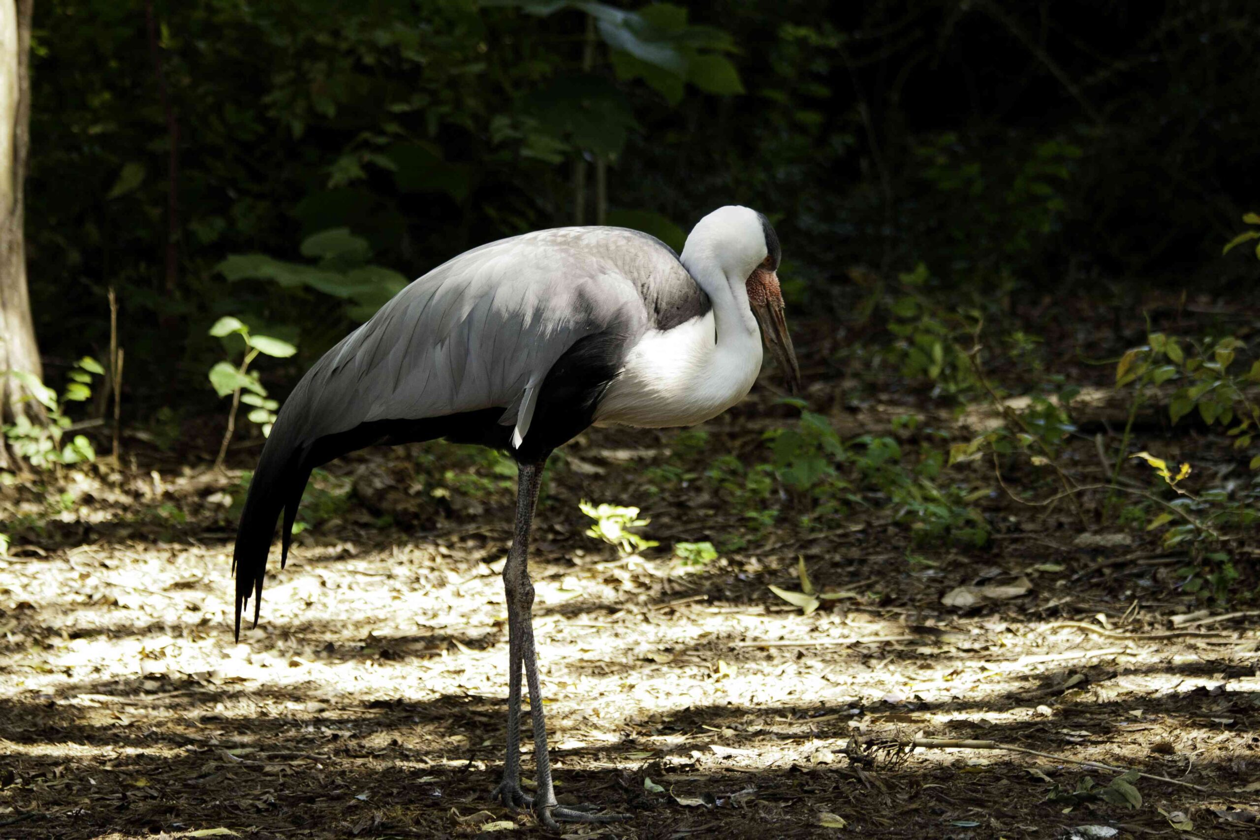 what day is the least crowded day at dallas zoo